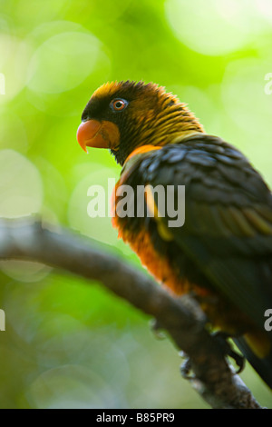 Dusky Lory ( Pseudeas Fuscata ) Foto Stock