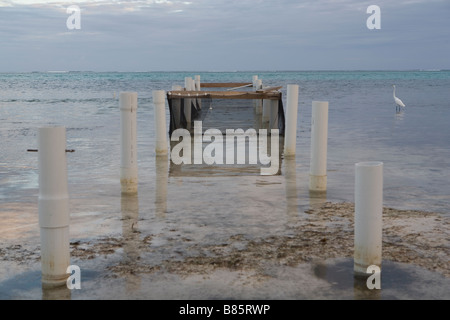 Palificazioni da un vecchio molo rimangono dopo che il legno è andato mentre un garzetta con calma i pesci per la sua cena su Ambergris Caye Belize. Foto Stock