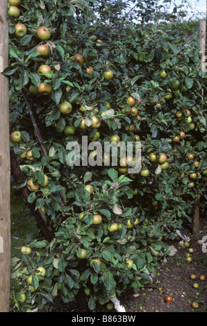 Cordon Signore Lambourne meli in pieno frutto Foto Stock