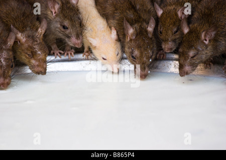 Ratti bere latte di Karni Mata Temple Deshnok Rajasthan in India Foto Stock