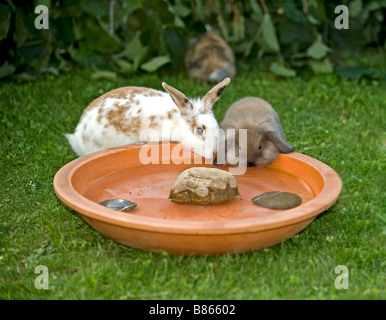 Il coniglio domestico. Coppia di conigli nani di bere da un piatto Foto Stock