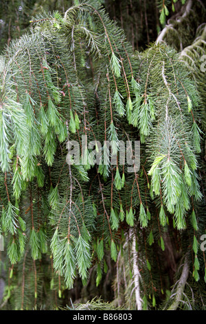 Il birraio Abete rosso aka Brewer's piangendo Abete, picea materiale birrario, Pinaceae Foto Stock