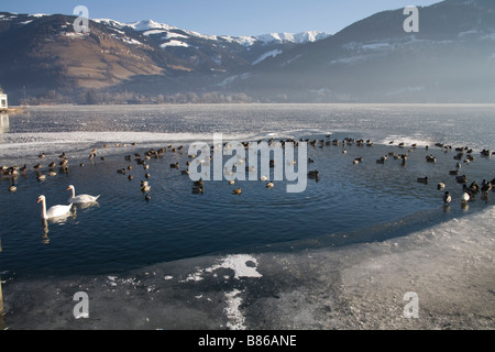 Zell am See Austria UE gennaio cigni e uccelli selvatici in una piccola area di acqua chiara nel congelati lago Zeller See Foto Stock