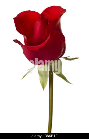 Red Rose closeup isolati su sfondo bianco Foto Stock