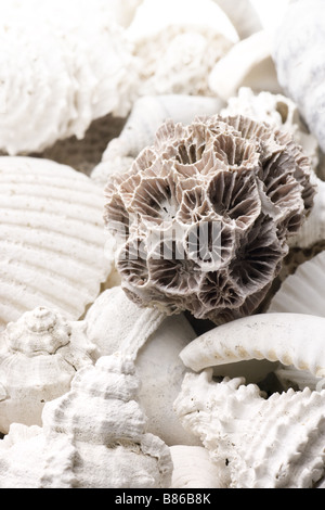 Conchiglie fossilizzate sfondo con vari tipi di conchiglie Foto Stock