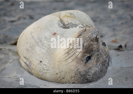 Northern guarnizione di elefante suinetto svezzato preparazione alla muta sulla spiaggia Victoria British Columbia Canada Foto Stock