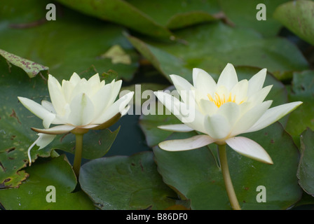 Ninfee fiori Foto Stock