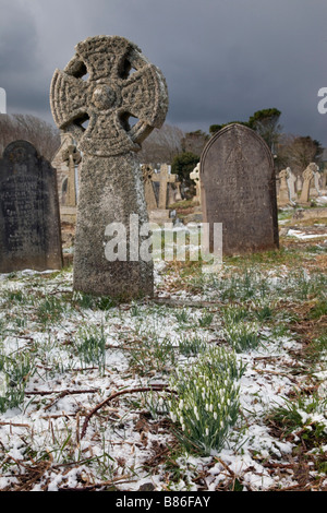 Snowdrops nella neve lelant Cornovaglia Foto Stock