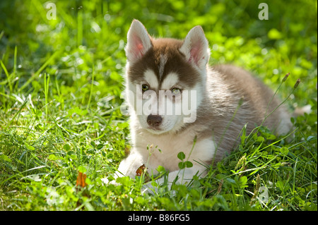 Siberian Husky cane - cucciolo sdraiato sul prato Foto Stock