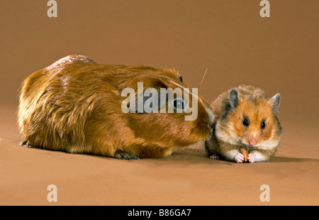 Amicizia animali : a pelo corto cavia e criceto dorato Foto Stock