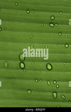 Le goccioline di acqua su una foglia di banano Foto Stock