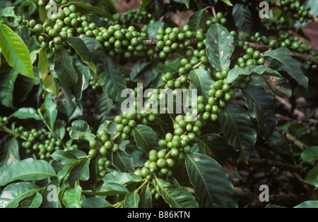 Caffè arabica rami con lo sviluppo di bacche verdi Nairobi Kenya Foto Stock
