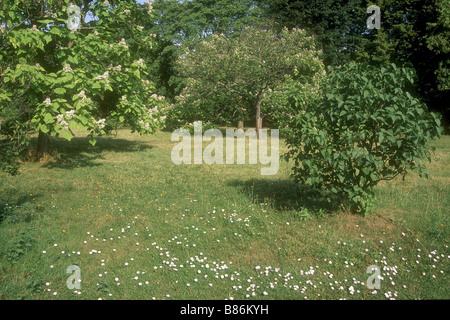 Arboretum de l'ecole du Breuil a Parigi Foto Stock