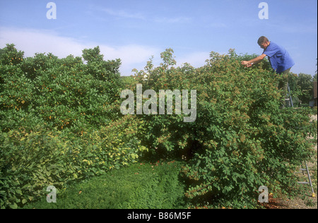 Arboretum de l'ecole du Breuil a Parigi Foto Stock