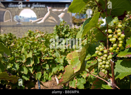 Francia Beaujolais vigneti di Beaujolais in Julienas un vino che producono regione vicino a Lione la produzione del famoso Beaujolais Cru Foto Stock