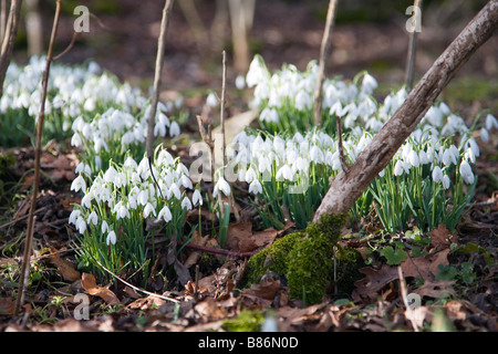 Snowdrops boschiva Foto Stock