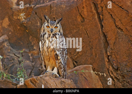 Indian Eagle-Owl / Rock Gufo Reale / Bengala gufo reale (Bubo bengalensis) Foto Stock