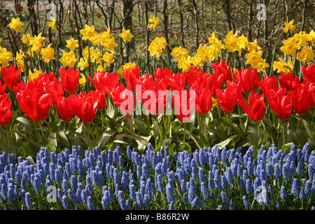 Tulipani e narcisi e giacinti d'uva in giardini Keukenhof Foto Stock