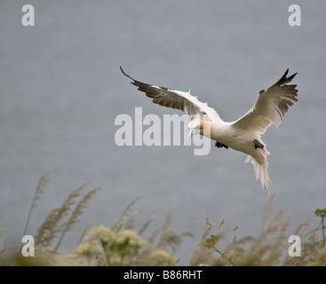 Gannett in arrivo a terra alla Bempton Cliffs, East Yorkshire Foto Stock