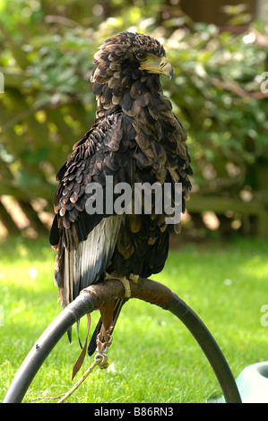 Bateleur Eagle (Terathopius ecaudatus) Foto Stock