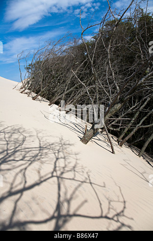 Lacka Gora dune mobili di spinta anteriore oltre il bosco di alberi (questa foto non è su un pendio) Parco Nazionale di Slowinski Leba Polonia Foto Stock