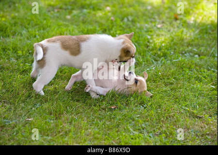 Due metà di razza cuccioli di cane - giocando sul prato Foto Stock
