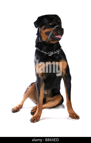 Rottweiler cane da guardia unico maschio adulto seduto Studio Foto Stock