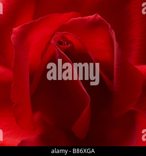 Red Rose closeup sfondo con fa roteare petali Foto Stock