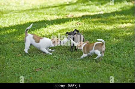 Cane di razza mista, mongrel. Tre cuccioli che giocano in un prato Foto Stock