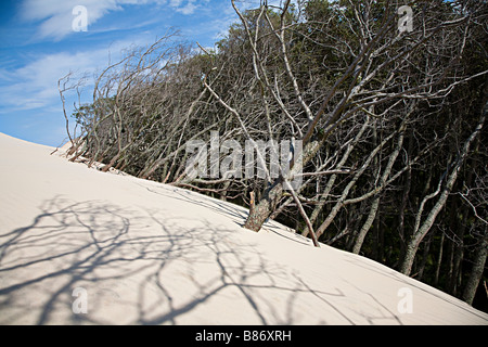 Lacka Gora dune mobili di spinta anteriore oltre il bosco di alberi (questa foto non è su un pendio) Parco Nazionale di Slowinski Leba Polonia Foto Stock