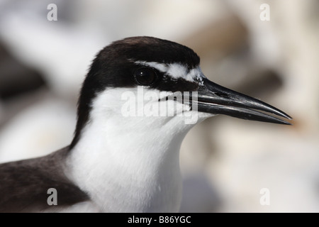 Imbrigliati tern ritratto per adulti Foto Stock