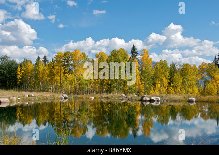 Colori autunnali di Aspen alberi riflessa nel piccolo lago di San Juan National Forest Colorado USA Foto Stock