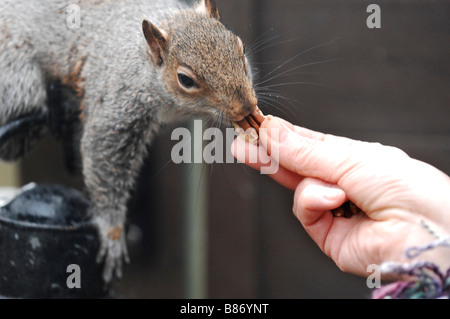 Scoiattolo grigio essendo alimentato i dadi a mano in un giardino Sciurus carolinensis Foto Stock