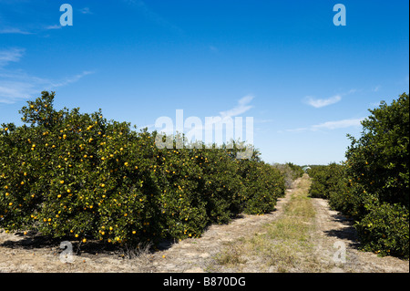 Orange grove in Polk County, Florida centrale, STATI UNITI D'AMERICA Foto Stock