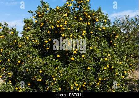 Orange grove in Polk County, Florida centrale, STATI UNITI D'AMERICA Foto Stock