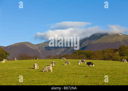 Herdwick pecore, Lake District, Cumbria, Inghilterra Foto Stock