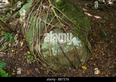 Il strangler radici di un vecchio Banyan Tree avvolgere attorno ad una roccia vicino alle 7 piscine sacra Park a Maui Hawaii Foto Stock