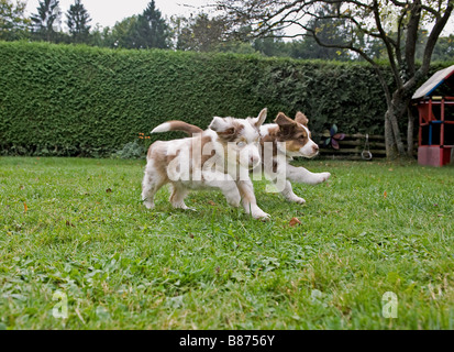 Australian Shepherd dog - due cuccioli in esecuzione sul prato Foto Stock