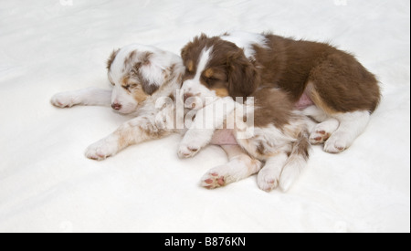 Australian Shepherd dog - due cuccioli - dormire Foto Stock
