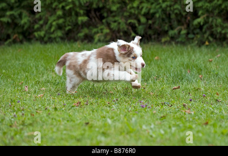 Pastore australiano cane - cucciolo sul prato Foto Stock