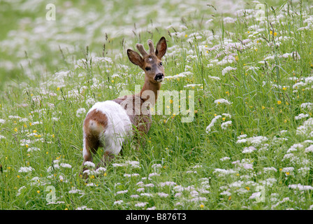 Giovani caprioli buck il prato / Capreolus capreolus Foto Stock