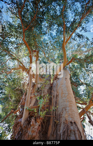 Blu della Tasmania gum albero che cresce nella Contea di Los Angeles Arboretum e Giardino Botanico. Nome scientifico: eucalipto globulus. Los Angeles, California, Stati Uniti d'America Foto Stock