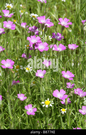 Increspatura di mais, Agrostemma githago, Caryophyllaceae e occhio di bue margherite Chryanthemum leucanthemum Foto Stock