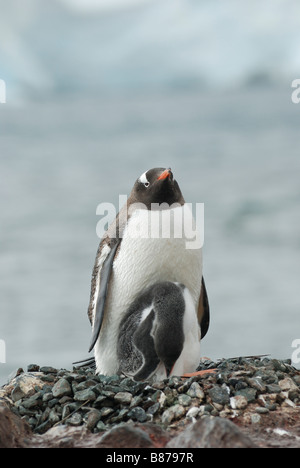 Gentoo pengiun Pygoscelis papua il nido con pulcini Mikklesen Trinità Harbour Island Antartide Foto Stock