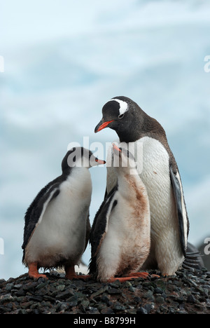 Gentoo pengiun Pygoscelis papua il nido con pulcini Mikklesen Trinità Harbour Island Antartide Foto Stock