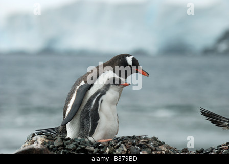 Gentoo pengiun Pygoscelis papua il nido con pulcini Mikklesen Trinità Harbour Island Antartide Foto Stock