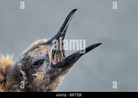 Re penguin chick chiamando Aptenodytes patagonicus Porto Oro Georgia del Sud Foto Stock