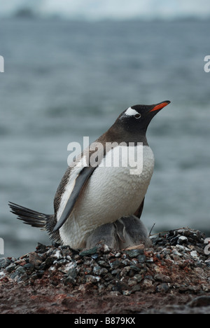 Gentoo pengiun Pygoscelis papua il nido con pulcini Mikklesen Trinità Harbour Island Antartide Foto Stock