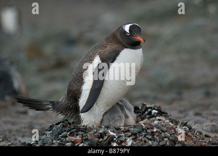 Gentoo pengiun Pygoscelis papua il nido con pulcini Mikklesen Trinità Harbour Island Antartide Foto Stock