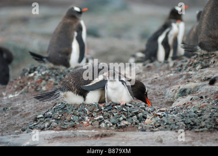 Gentoo pengiun Pygoscelis papua il nido con pulcino Mikklesen Trinità Harbour Island Antartide Foto Stock